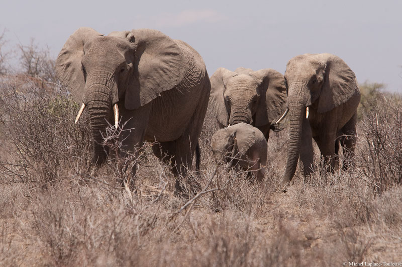Elephant. Loxodonta Africanain Samburu and Buffalo Springs Game Reserves